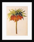 Crown Imperial Lily or Fritillary by Nicolas Robert