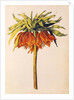 Crown Imperial Lily or Fritillary by Nicolas Robert