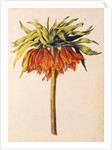 Crown Imperial Lily or Fritillary by Nicolas Robert
