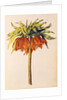 Crown Imperial Lily or Fritillary by Nicolas Robert