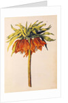 Crown Imperial Lily or Fritillary by Nicolas Robert