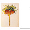 Crown Imperial Lily or Fritillary by Nicolas Robert