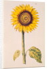 Sunflower or Helianthus by Nicolas Robert