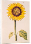Sunflower or Helianthus by Nicolas Robert