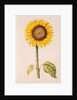 Sunflower or Helianthus by Nicolas Robert