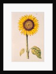 Sunflower or Helianthus by Nicolas Robert