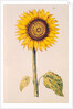 Sunflower or Helianthus by Nicolas Robert