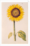 Sunflower or Helianthus by Nicolas Robert