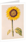 Sunflower or Helianthus by Nicolas Robert