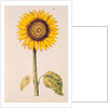 Sunflower or Helianthus by Nicolas Robert