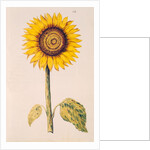 Sunflower or Helianthus by Nicolas Robert