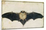 Bat, 1522 by Albrecht Dürer or Duerer