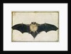 Bat, 1522 by Albrecht Dürer or Duerer