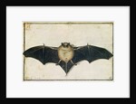 Bat, 1522 by Albrecht Dürer or Duerer