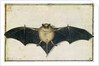 Bat, 1522 by Albrecht Dürer or Duerer