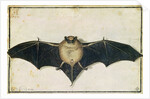 Bat, 1522 by Albrecht Dürer or Duerer