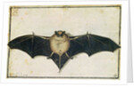 Bat, 1522 by Albrecht Dürer or Duerer