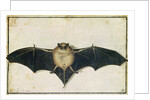 Bat, 1522 by Albrecht Dürer or Duerer