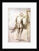 Nude Study or, Nude Female from the Back, 1495 by Albrecht Dürer or Duerer