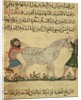A veterinarian helping a mare to give birth by Islamic School