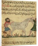 A veterinarian helping a mare to give birth by Islamic School