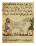 A veterinarian helping a mare to give birth by Islamic School