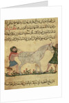 A veterinarian helping a mare to give birth by Islamic School