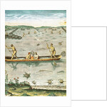 How the Indians Catch their Fish by John (after) White