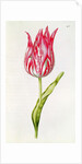 Tulip by Nicolas Robert