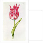 Tulip by Nicolas Robert