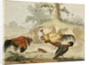 Cocks Fighting by Melchior de Hondecoeter