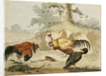 Cocks Fighting by Melchior de Hondecoeter