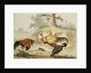 Cocks Fighting by Melchior de Hondecoeter