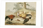 Cocks Fighting by Melchior de Hondecoeter