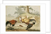 Cocks Fighting by Melchior de Hondecoeter