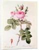 Rosa Bifera Officinalis by Pierre Joseph Redoute