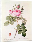 Rosa Bifera Officinalis by Pierre Joseph Redoute