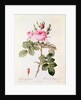 Rosa Bifera Officinalis by Pierre Joseph Redoute