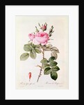 Rosa Bifera Officinalis by Pierre Joseph Redoute