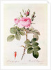 Rosa Bifera Officinalis by Pierre Joseph Redoute