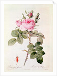 Rosa Bifera Officinalis by Pierre Joseph Redoute