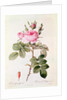 Rosa Bifera Officinalis by Pierre Joseph Redoute