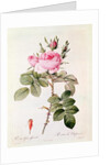 Rosa Bifera Officinalis by Pierre Joseph Redoute