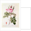Rosa Bifera Officinalis by Pierre Joseph Redoute