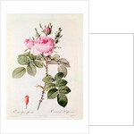 Rosa Bifera Officinalis by Pierre Joseph Redoute
