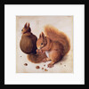 Squirrels, 1512 by Albrecht Dürer or Duerer