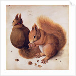 Squirrels, 1512 by Albrecht Dürer or Duerer