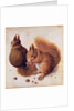 Squirrels, 1512 by Albrecht Dürer or Duerer
