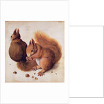 Squirrels, 1512 by Albrecht Dürer or Duerer