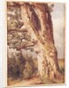 The Oak by Alexandre Calame